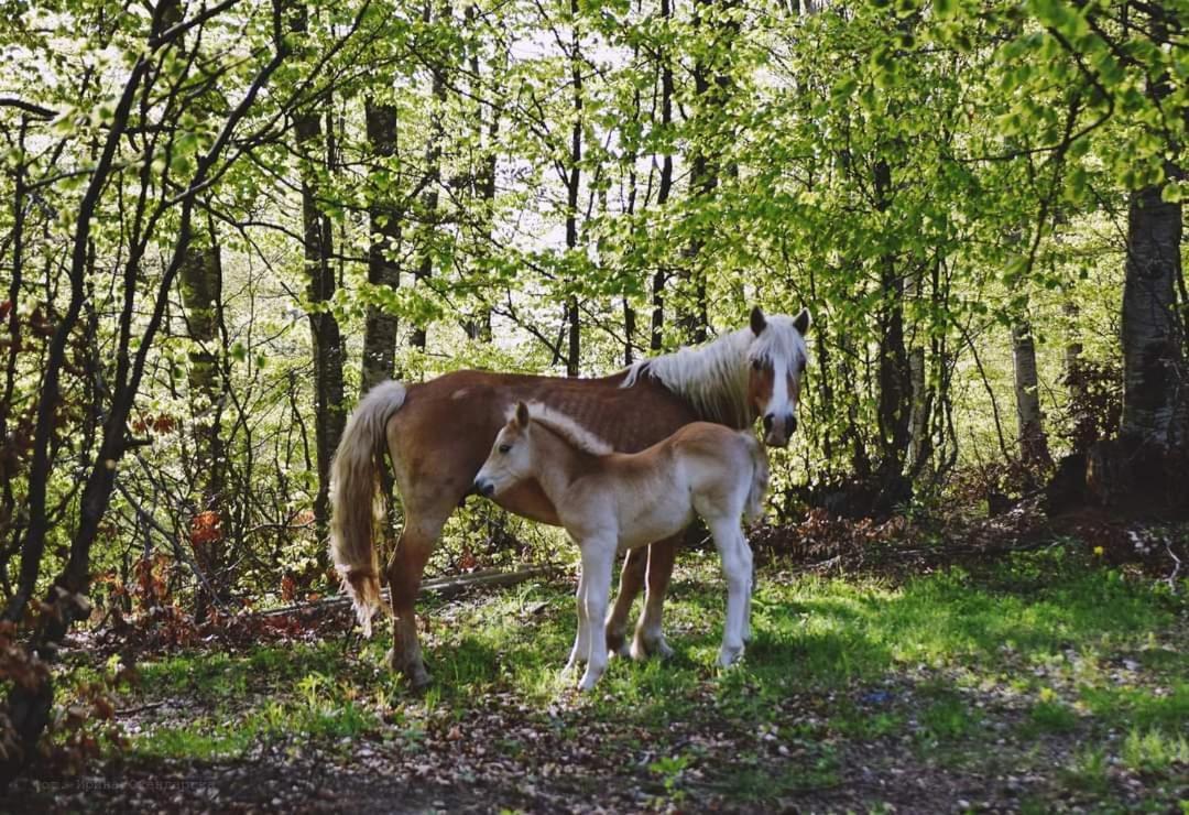 Villa Ранчо Бандера Tservenyano Esterno foto